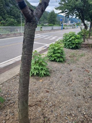 김용대님의 자유주제 · 자유게시판 작성글 사진