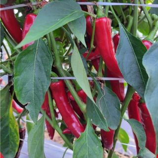 대산농사대장님의 고추 · 비료•농약 작성글 사진