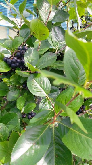 임곡농장김향중님의 자유주제 · 자유게시판 작성글 사진