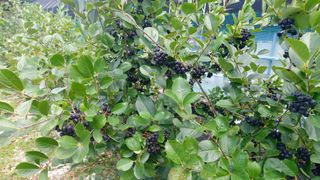 임곡농장김향중님의 자유주제 · 자유게시판 작성글 사진