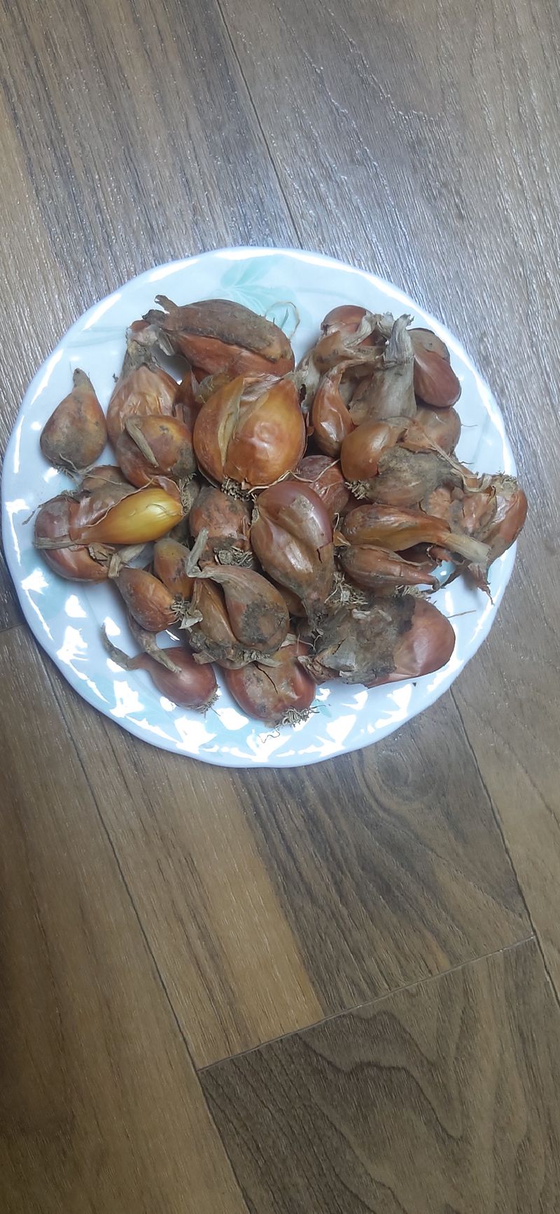 장터 상품 [쪽파종구] 썸네일