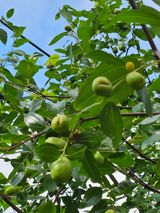 팜모닝 농사, 무엇이든 물어보세요!·참여글 게시글 이미지