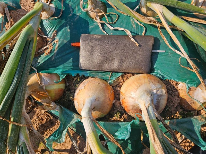 대산농사대장님의 장터 판매 상품 [굿볼 F1 양파 씨앗 저장성 순도 우수중만생 25.000립 ] 첨부 사진