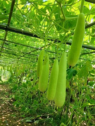 산성골농장님의 작성글 사진