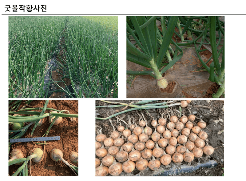 대산농사대장님의 장터 판매 상품 [굿볼 F1 양파 씨앗 저장성 순도 우수중만생 25.000립 ] 첨부 사진