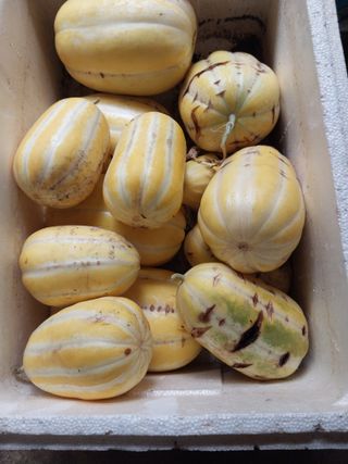 서산 밀집모자님의 자유주제 · 자유게시판 작성글 사진