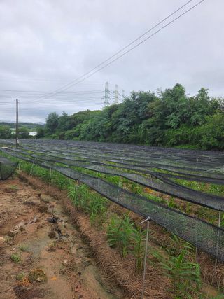 대산농사대장님의 자유주제 · 자유게시판 작성글 사진