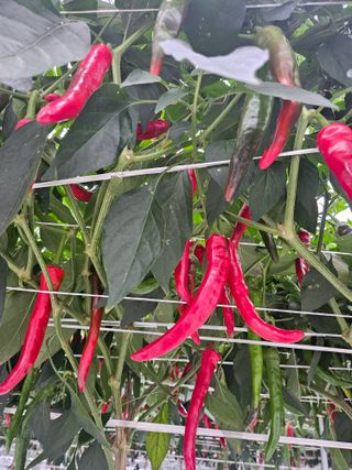 아이농장님의 작성글 사진