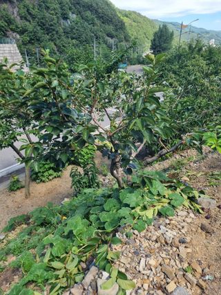 김용대님의 자유주제 · 자유게시판 작성글 사진