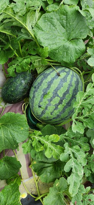 접시꽃님의 자유주제 · 자유게시판 작성글 사진