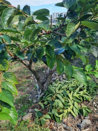 김용대님의 자유주제 · 자유게시판 작성글 사진