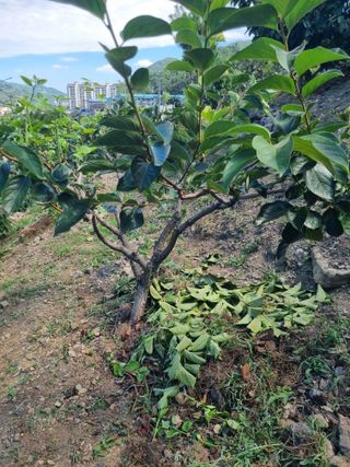 김용대님의 자유주제 · 자유게시판 작성글 사진