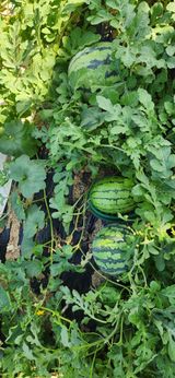 팜모닝 자유주제·자유게시판 게시글 이미지