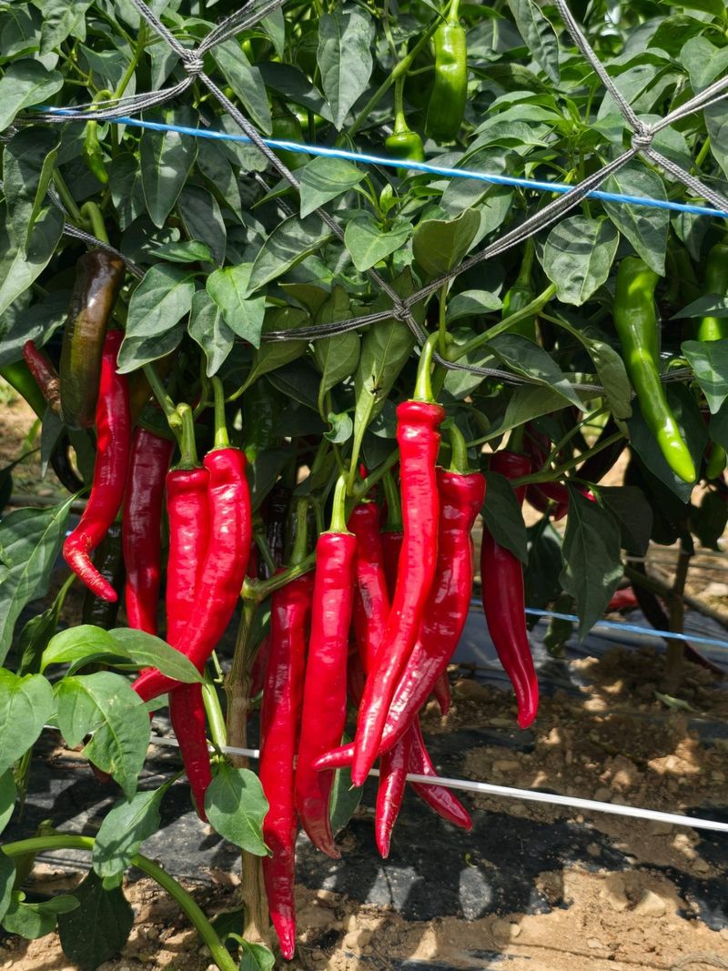 고추농사 정 미라님의 장터 판매 상품 [태양초 햇 고추가루 ] 첨부 사진