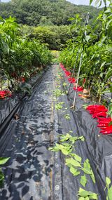 팜모닝 자유주제·자유게시판 게시글 이미지