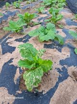 팜모닝 농사, 무엇이든 물어보세요!·참여글 게시글 이미지