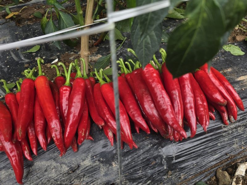 고추농사 정 미라님의 장터 판매 상품 [태양초 햇 고추가루 ] 첨부 사진