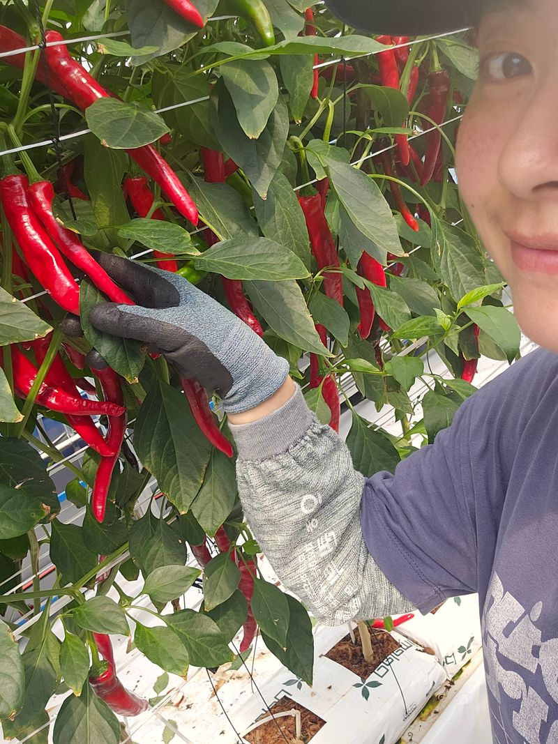 아이농장님의 장터 판매 상품 [25년 해남산 햇 고춧가루 한근600g 보통맛입니다] 첨부 사진