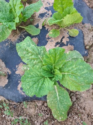 김석준님의 농사, 무엇이든 물어보세요! · 참여글 작성글 사진