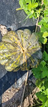 팜모닝 자유주제·자유게시판 게시글 이미지