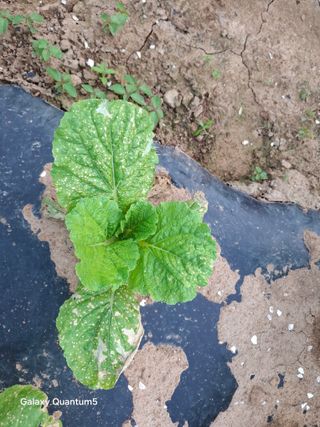 김석준님의 농사, 무엇이든 물어보세요! · 참여글 작성글 사진