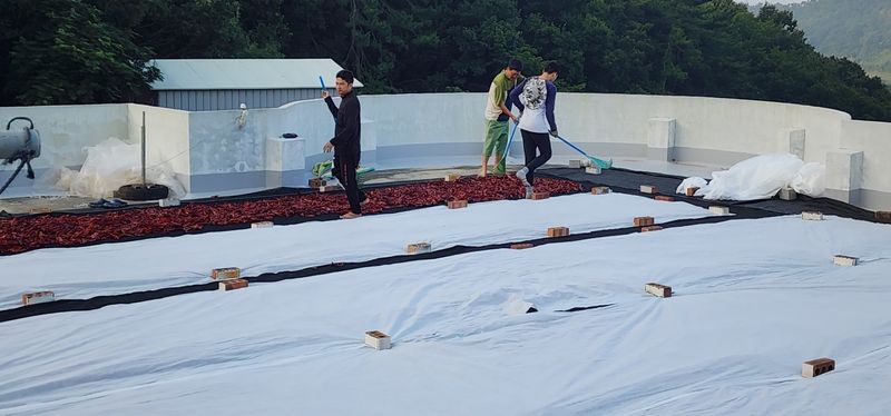 고추농사 정 미라님의 장터 판매 상품 [태양초 햇 고추가루 ] 첨부 사진