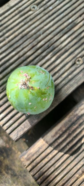 마늘19777님의 자유주제 · 자유게시판 작성글 사진