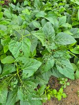 팜모닝 자유주제·자유게시판 게시글 이미지