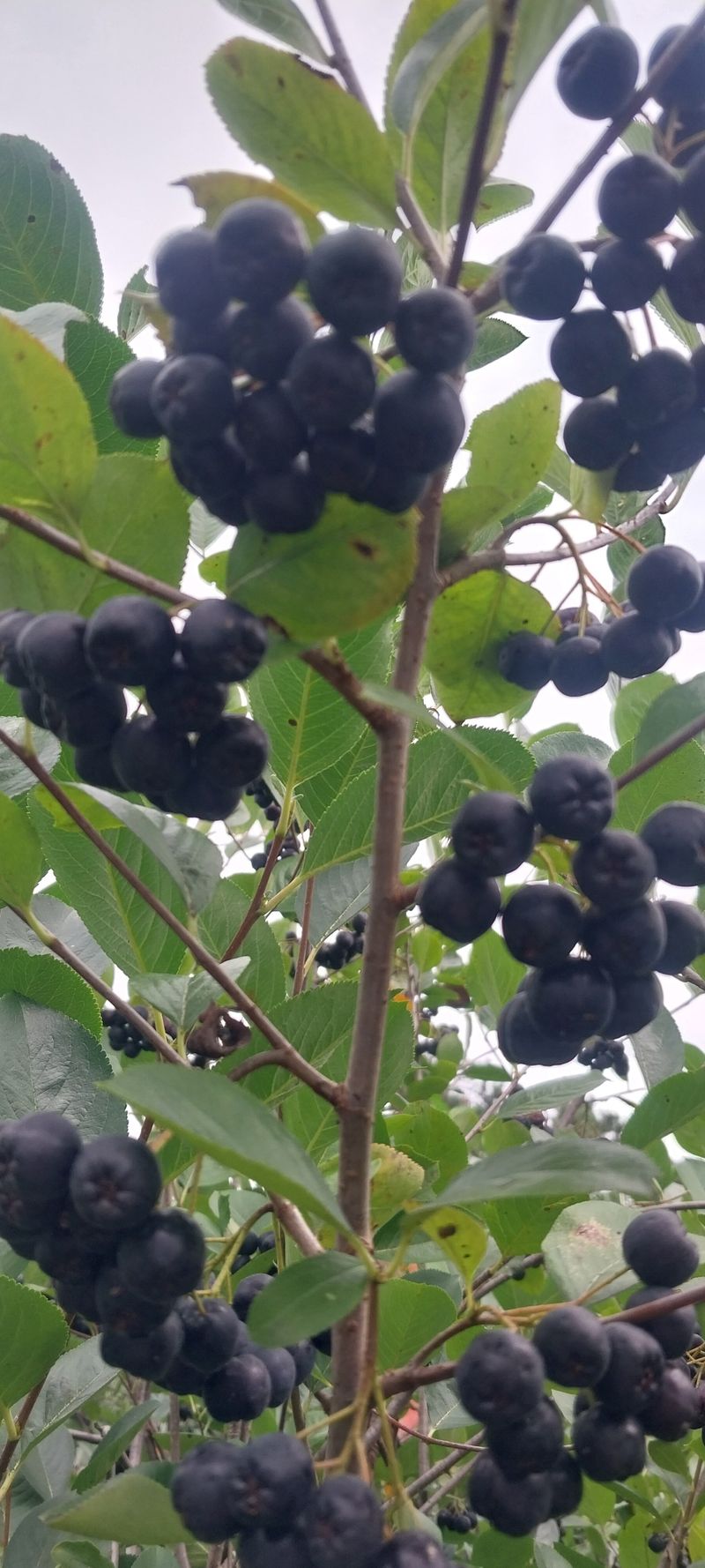 아로대추님의 장터 판매 상품 [(판매완료)꼭지 제거 냉동 아로니아  10키로 판매합니다] 첨부 사진