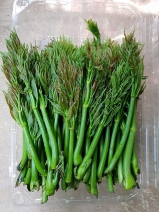 정선 숲속의농부님의 작성글 사진