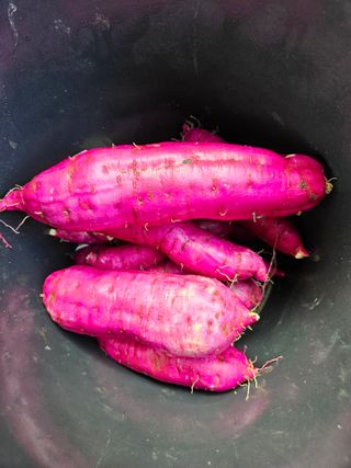 신신기루님의 자유주제 · 자유게시판 작성글 사진