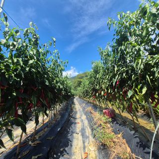 박흠님의 자유주제 · 자유게시판 작성글 사진