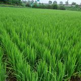 팜모닝 · 게시글 이미지