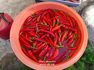 전진규.해돋이님의 자유주제 · 자유게시판 작성글 사진