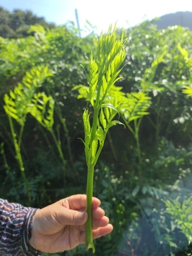 정선 숲속의농부님의 장터 판매 상품 [정선 숲속의 농부 여름두릅] 첨부 사진