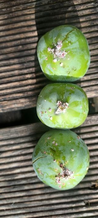 마늘19777님의 자유주제 · 자유게시판 작성글 사진