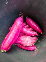 팜모닝 자유주제·자유게시판 게시글 이미지