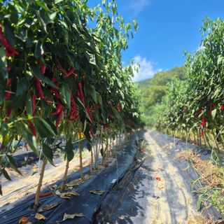 박흠님의 자유주제 · 자유게시판 작성글 사진