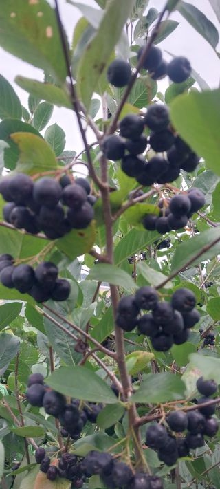 아로대추님의 작성글 사진