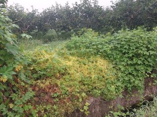 영수농원님의 농사, 무엇이든 물어보세요! · 참여글 작성글 사진