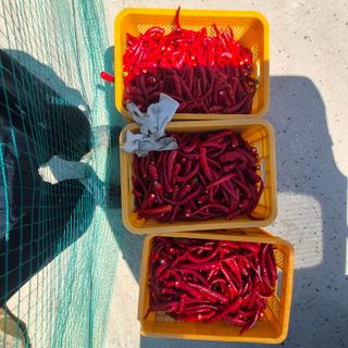 박흠님의 자유주제 · 자유게시판 작성글 사진