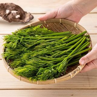 정선 숲속의농부님의 작성글 사진