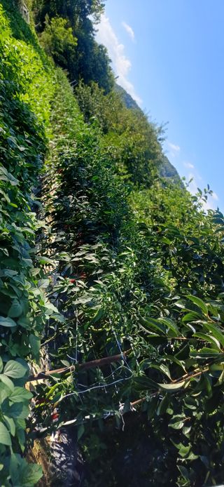 초보퍼머5도2촌준비님의 자유주제 · 자유게시판 작성글 사진