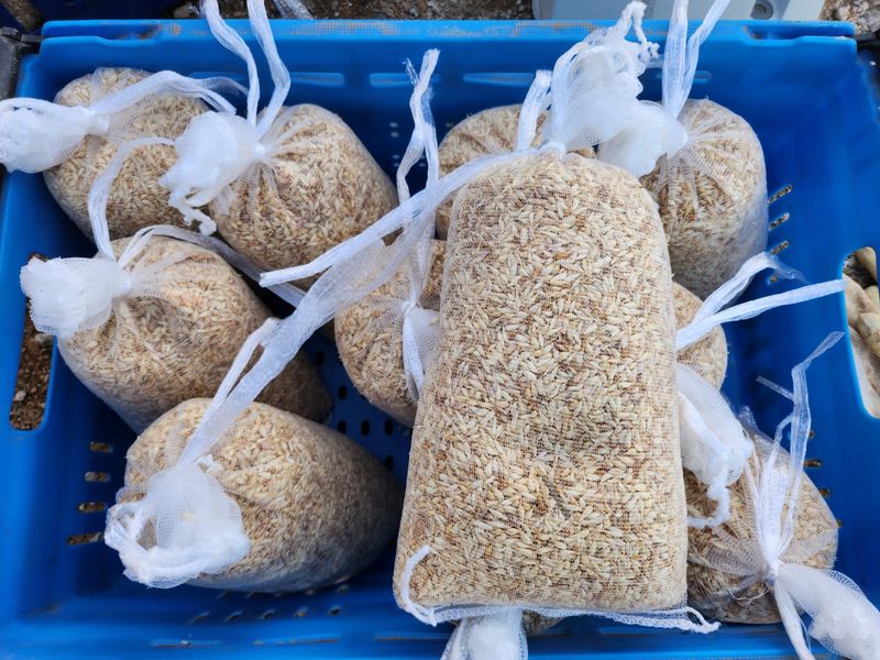 홍산농부님의 장터 판매 상품 [홍산마늘 주아씨] 첨부 사진