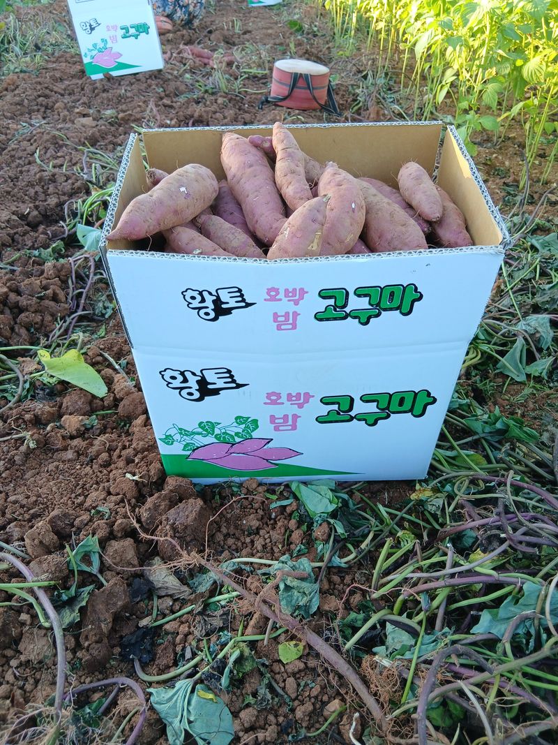 장터 상품 [황토밤고구마 11kg] 썸네일