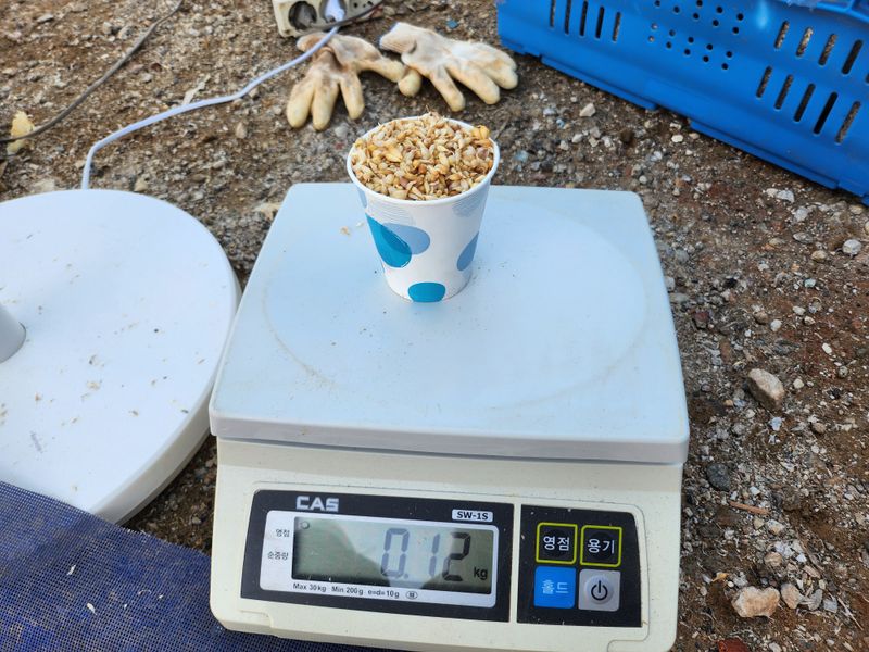 홍산농부님의 장터 판매 상품 [홍산마늘 주아씨] 첨부 사진