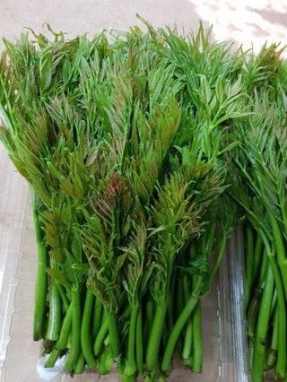 정선 숲속의농부님의 작성글 사진