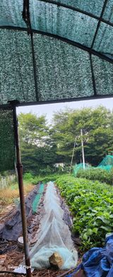 팜모닝 자유주제·자유게시판 게시글 이미지