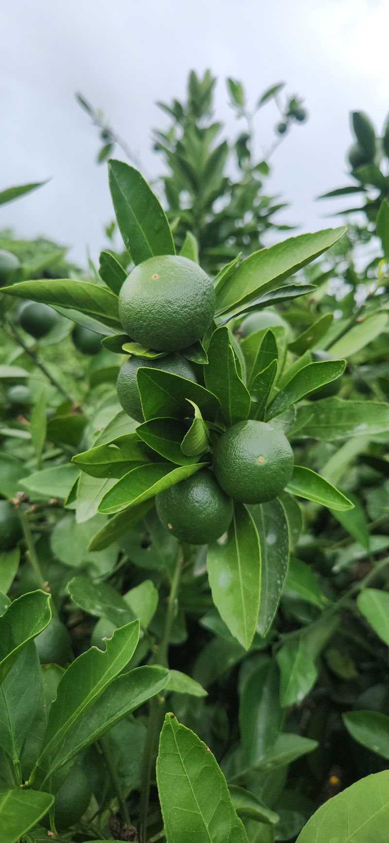 김경희님의 장터 판매 상품 [제주풋귤(청귤)] 첨부 사진