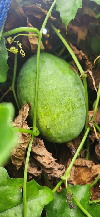 신분도님의 자유주제 · 자유게시판 작성글 사진